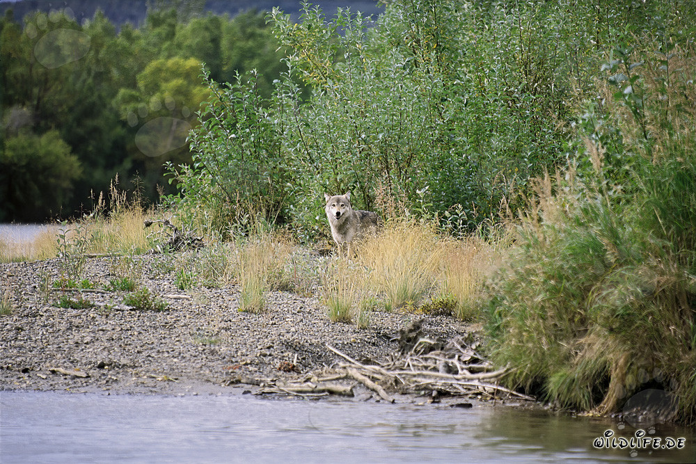 Wild wolf spotted in the untouched Katmai backcountry