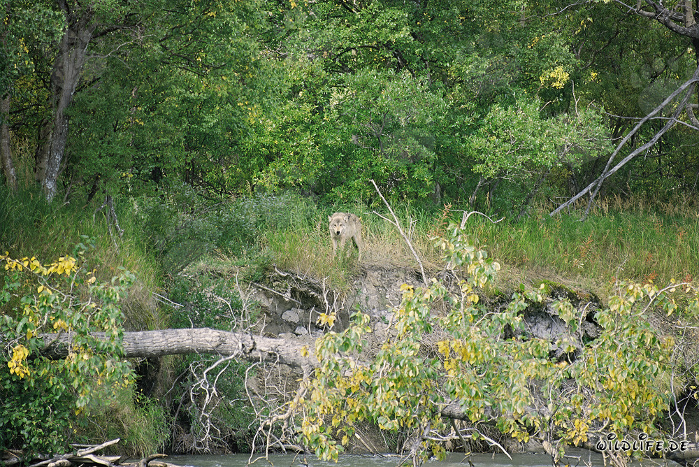 Un lobo majestuoso observa su territorio en el Parque Nacional Katmai