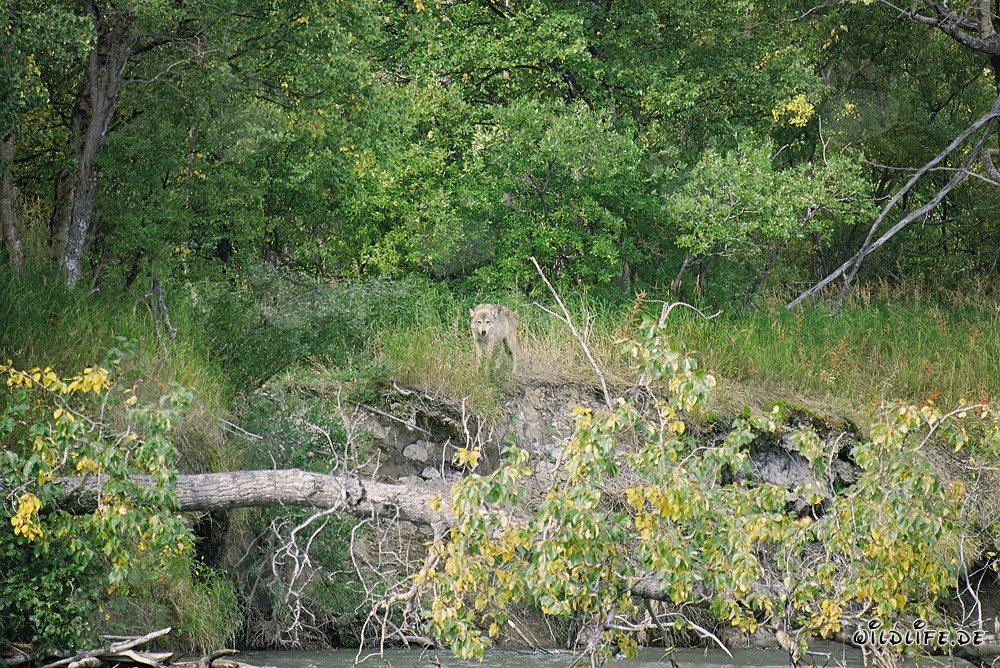 Un loup majestueux observe son territoire dans le parc national de Katmai