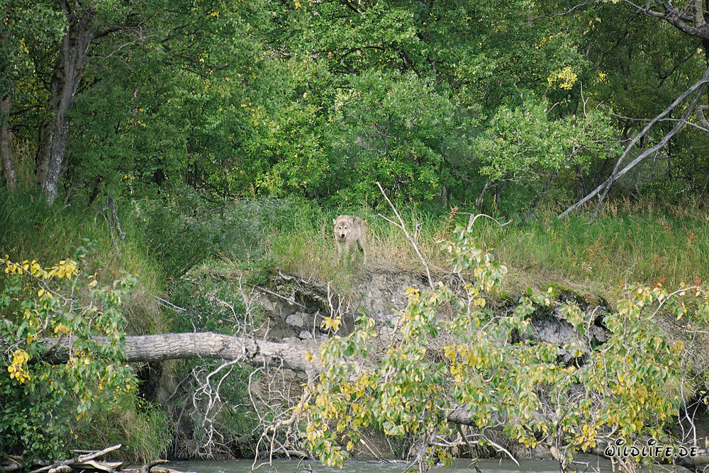 Un maestoso lupo osserva il suo territorio nel Parco Nazionale di Katmai