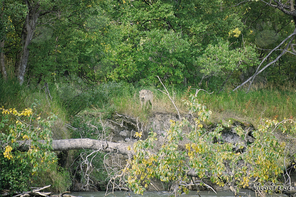 Ein majestätischer Wolf beobachtet sein Revier im Katmai Nationalpark