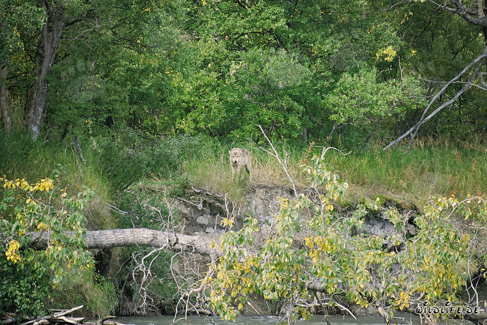 A majestic wolf observes his territory in Katmai National Park