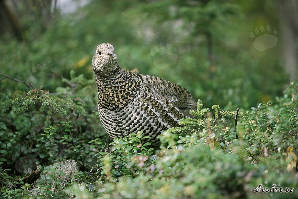 Spruce Grouse in the autumn forest