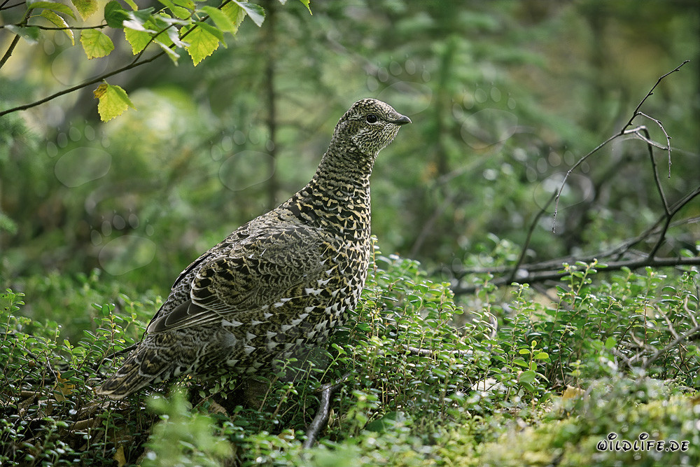 Tannenhuhn