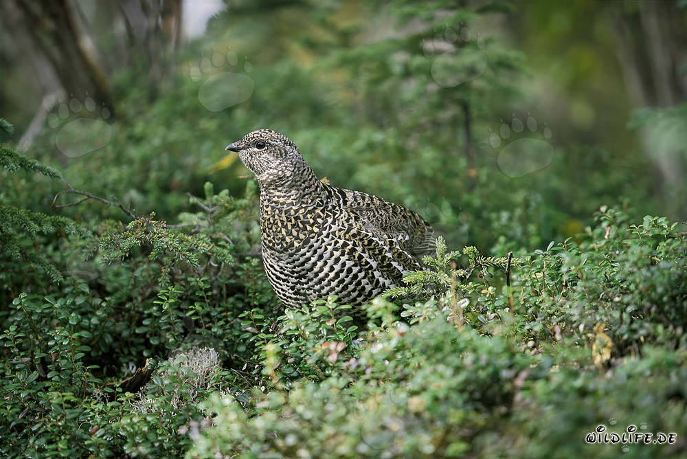 Gallo cedrone - Affascinante abitante della taiga nordamericana