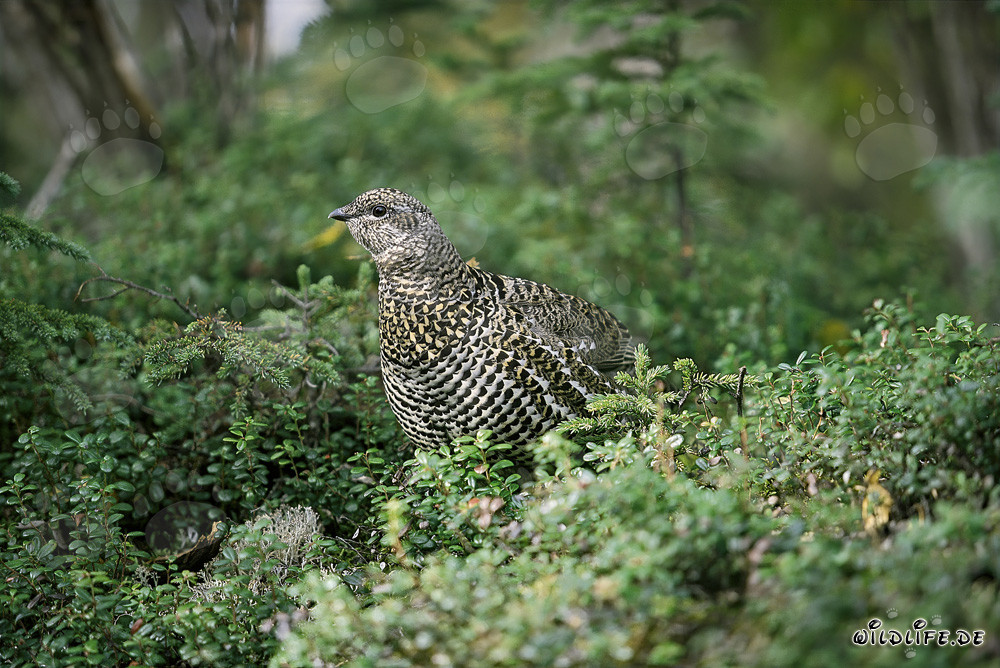 Spruce Grouse - Fascinating Inhabitant of the North American Taiga