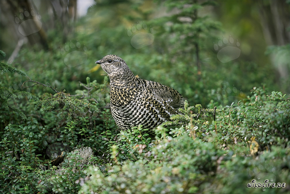 Tannenhuhn