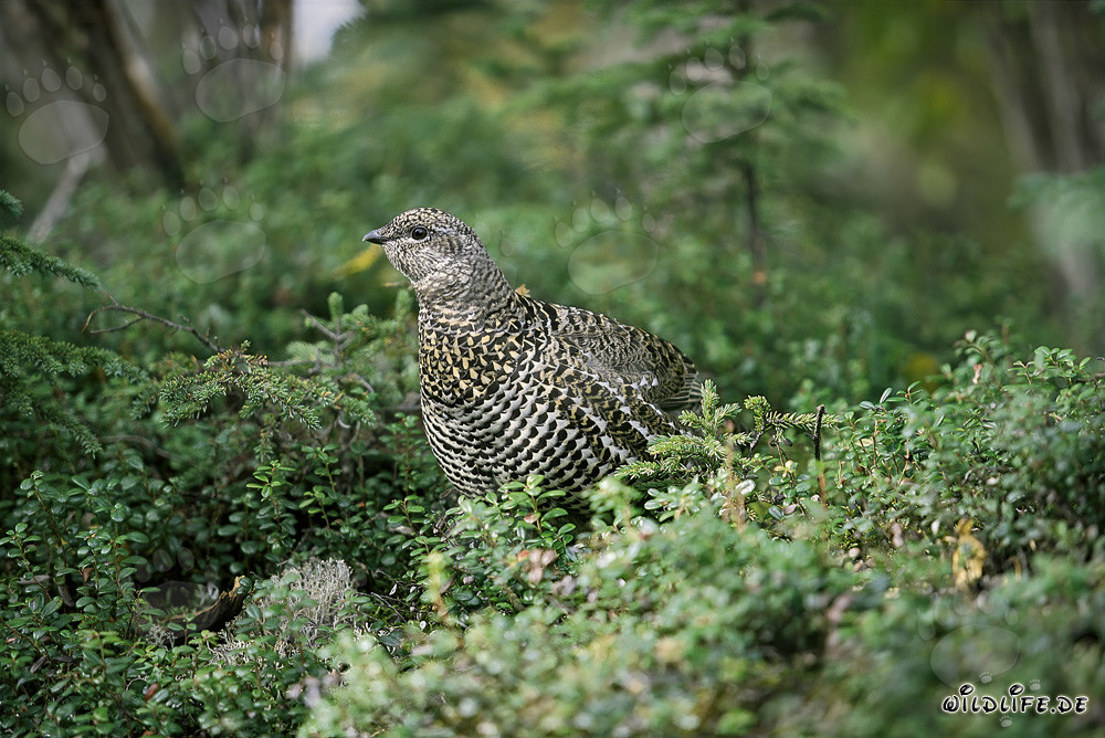 Urogallo canadiense - Fascinante habitante de la taiga norteamericana