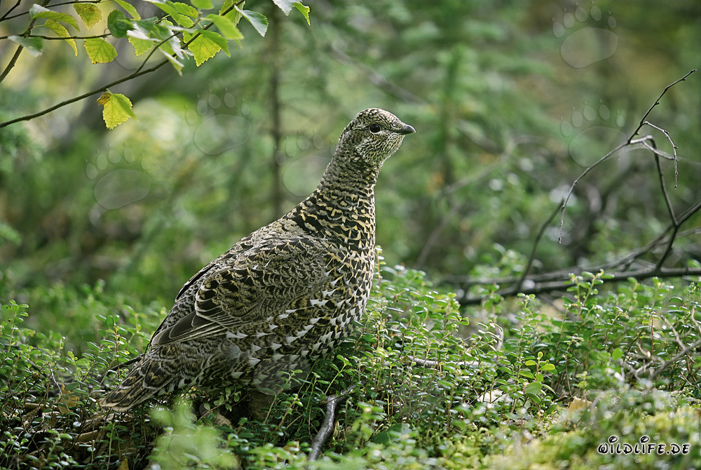 Gallo de las araucarias en busca de bayas dulces en otoño
