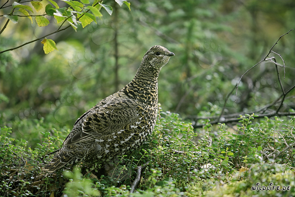 Tannenhuhn