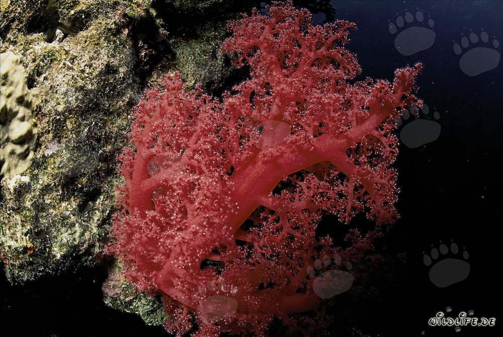Fascinante corail mou rouge en mer Rouge