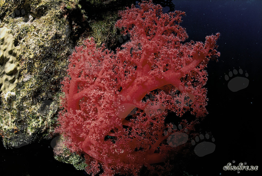 Fascinante coral blando rojo en el Mar Rojo