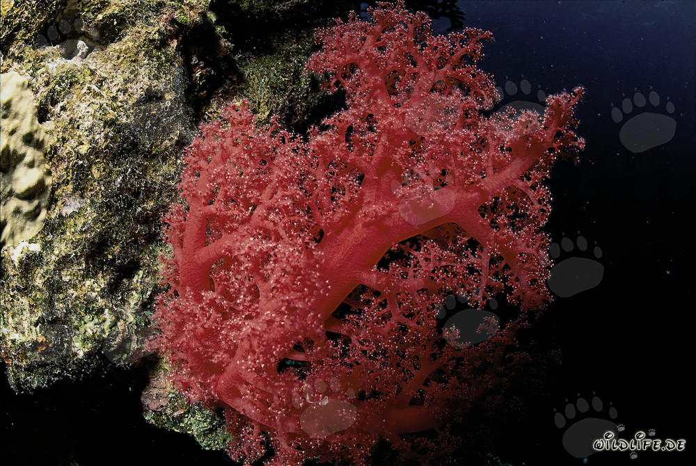 Fascinating red soft coral in the Red Sea