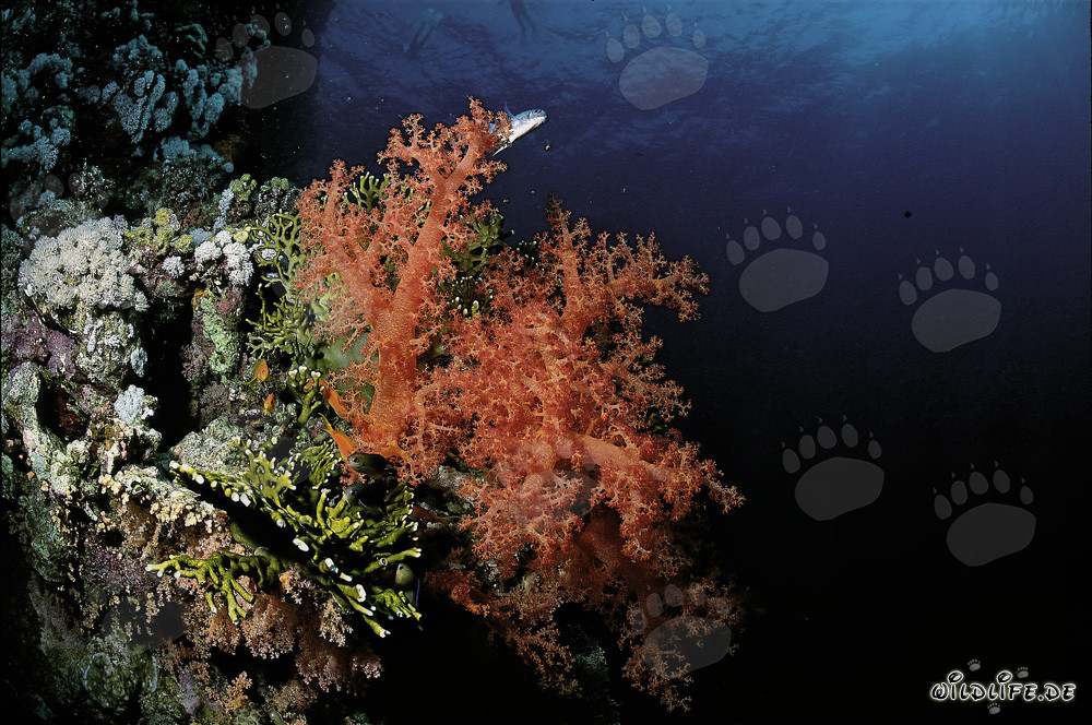 Fascinating Soft Coral in the Current on the Cliff Wall