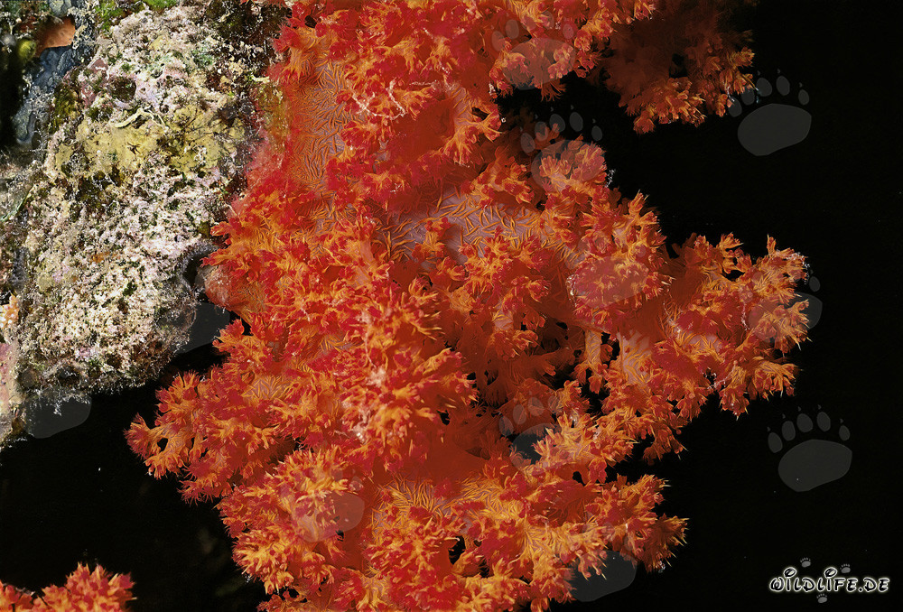 Fascinantes corales blandos en el mar Rojo