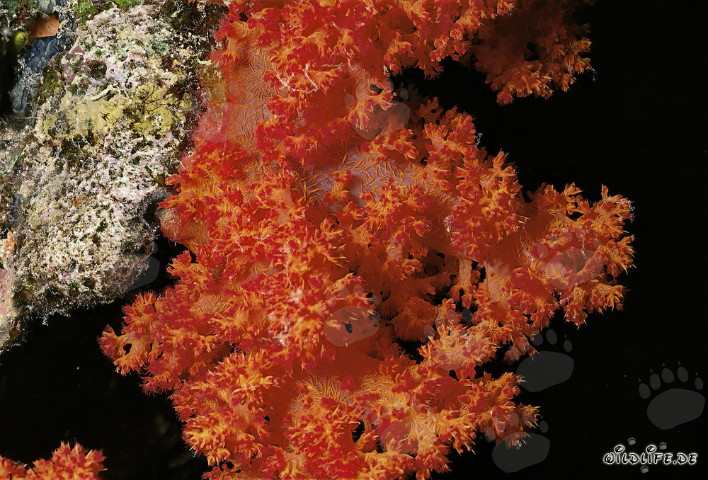Affascinanti coralli molli nel Mar Rosso