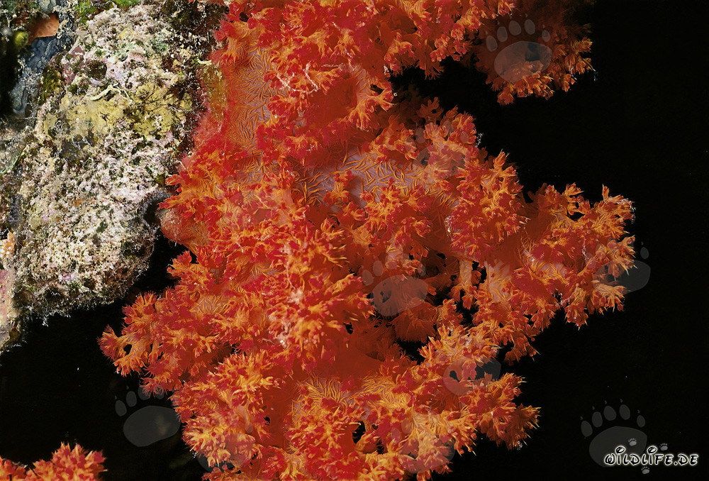 Fascinating Soft Coral in the Red Sea