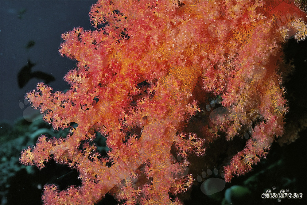 Fascinante corail mou en mer Rouge