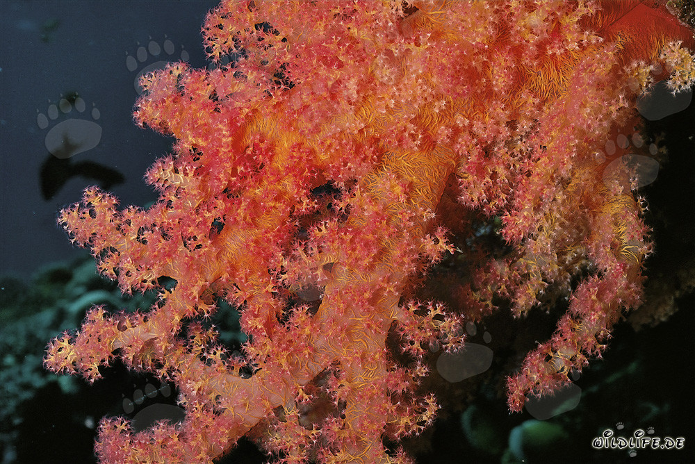 Fascinante coral blando en el Mar Rojo