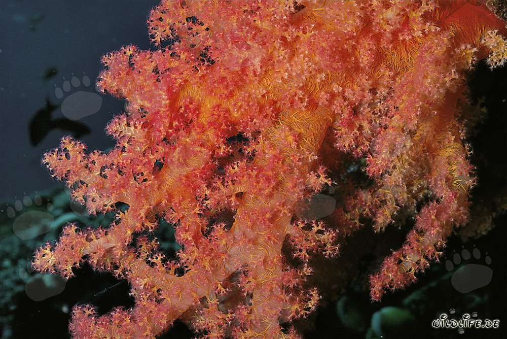 Fascinating Soft Coral in the Red Sea