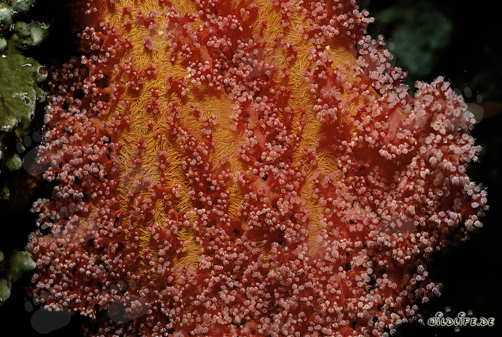Fascinante corail mou rouge en mer Rouge
