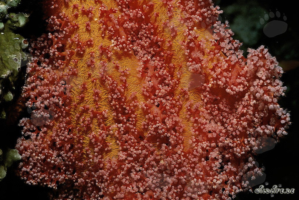 Fascinante coral blando rojo en el Mar Rojo