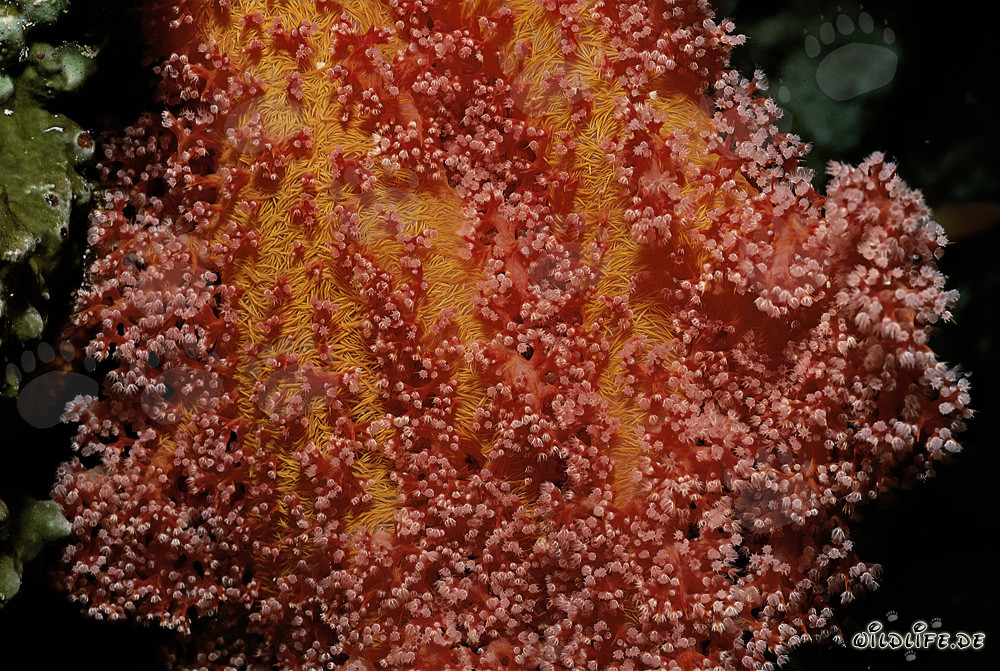 Affascinante corallo molle rosso nel Mar Rosso
