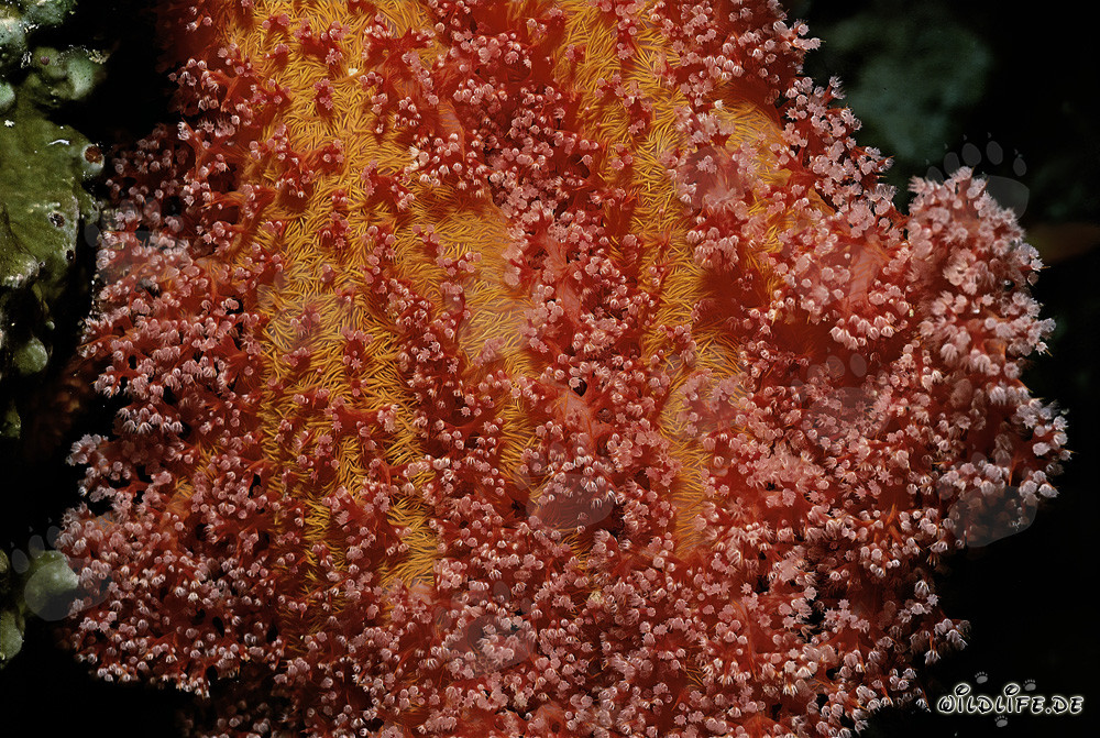 Fascinating red soft coral in the Red Sea