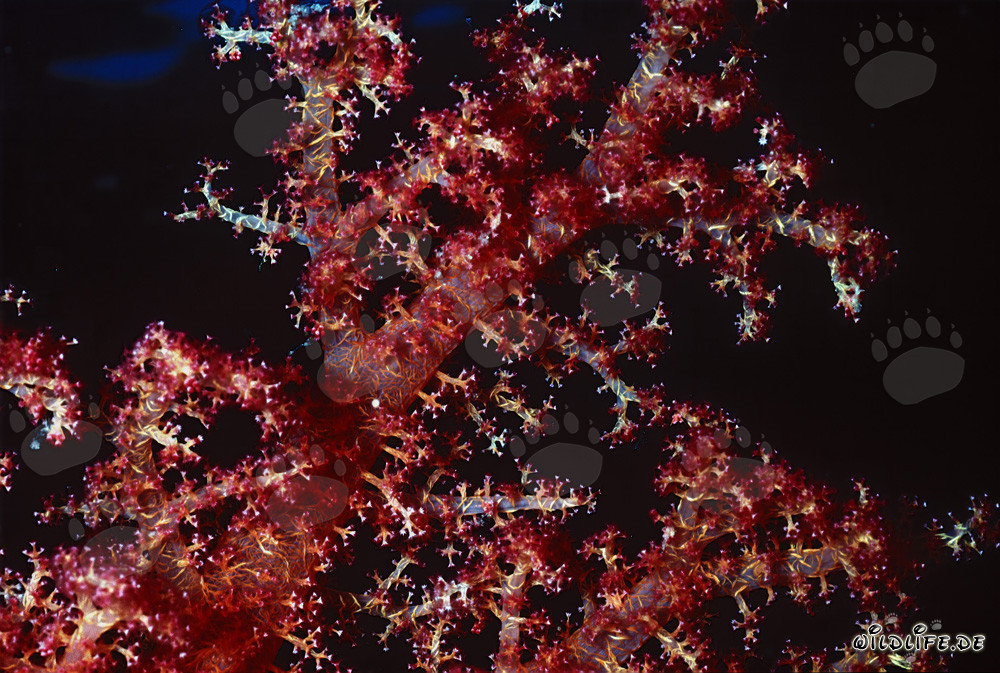 Fascinante corail mou dans la mer Rouge