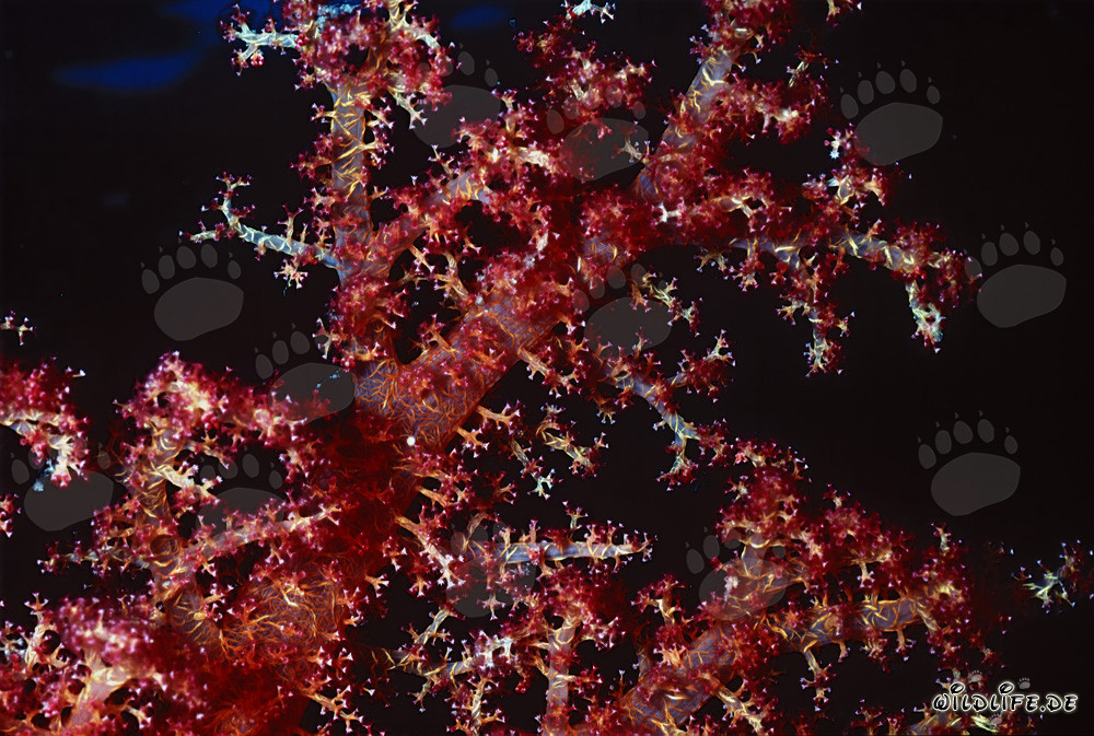 Fascinating Soft Coral in the Red Sea