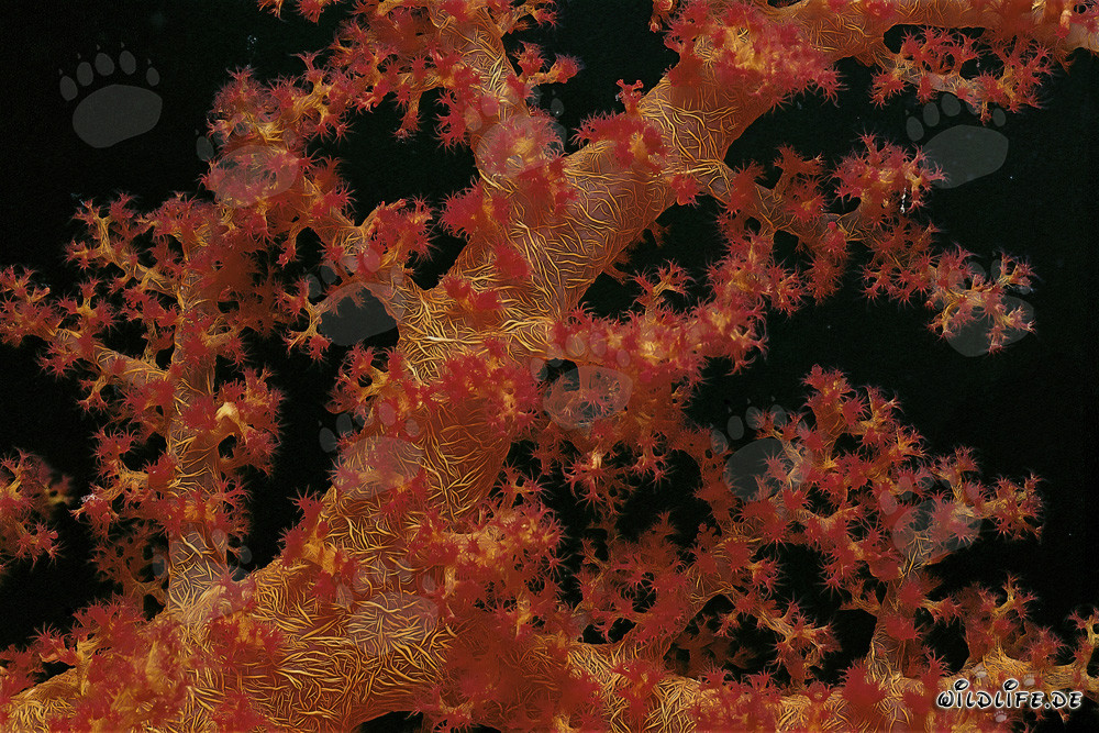 Corail mou fascinant en mer Rouge