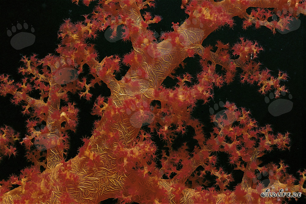 Fascinante coral blando en el Mar Rojo