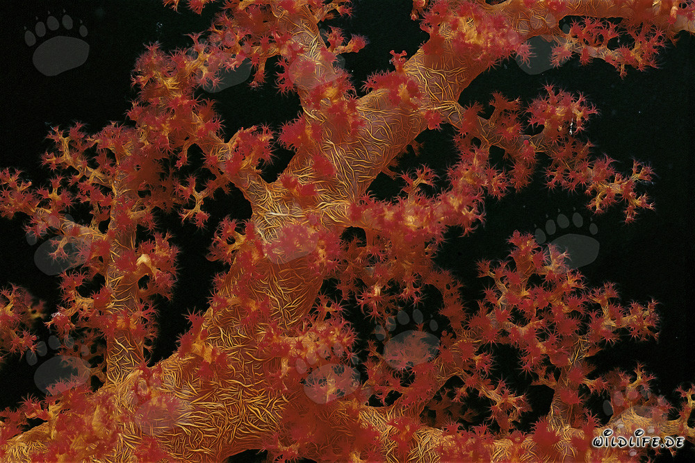 Fascinating Soft Coral in the Red Sea
