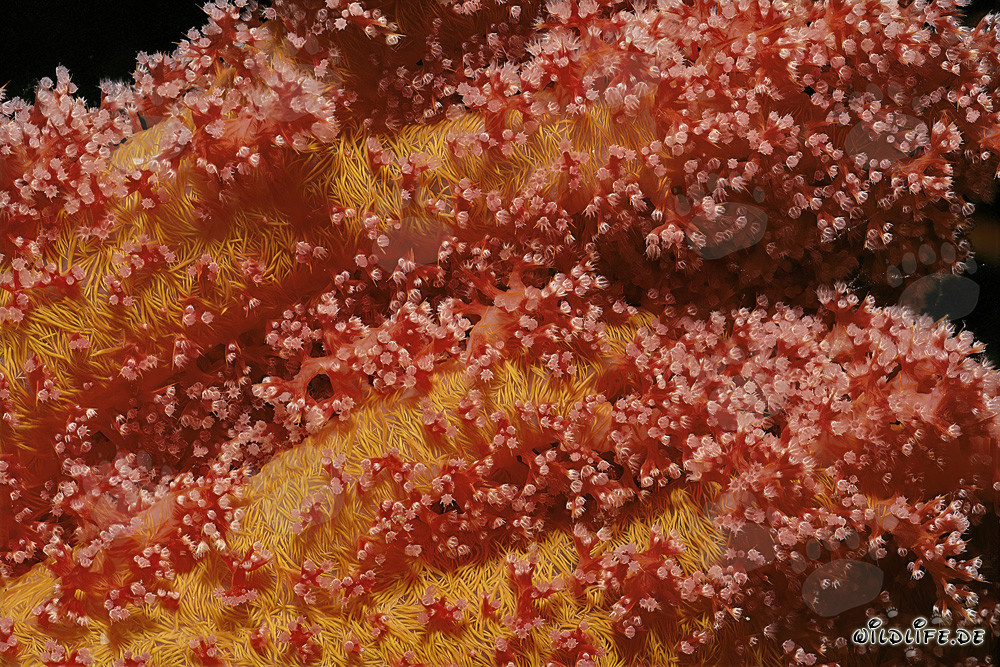 Corail mou fascinant en mer Rouge
