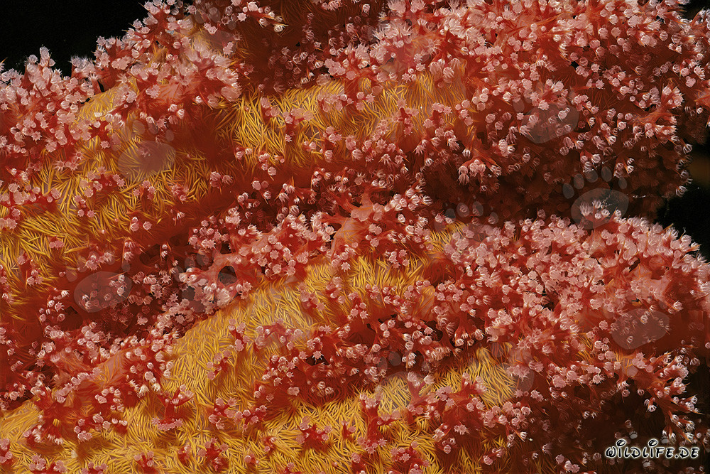 Corales blandos fascinantes en el Mar Rojo