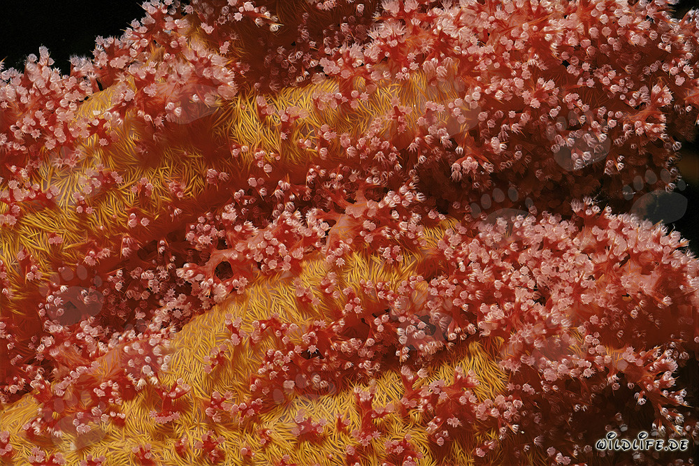 Affascinante corallo molle nel Mar Rosso