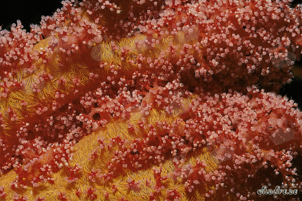 Fascinating Soft Coral in the Red Sea