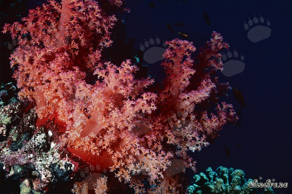 Corail mou fascinant en mer Rouge