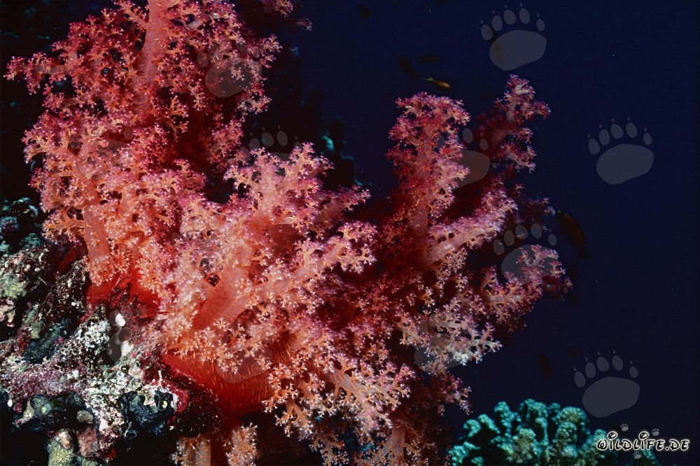 Affascinante corallo molle nel Mar Rosso