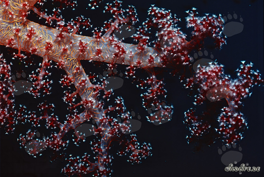Corail mou fascinant aux couleurs vives sur fond sombre
