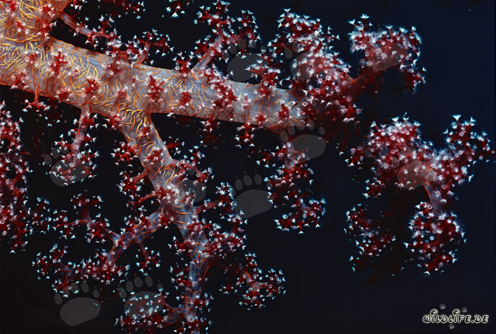 Fascinating Soft Coral in Vibrant Colors Against a Dark Background