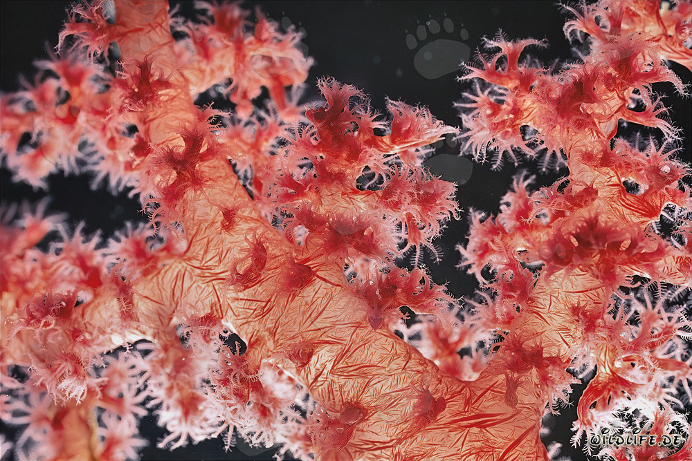 Affascinante corallo molle nel Mar Rosso