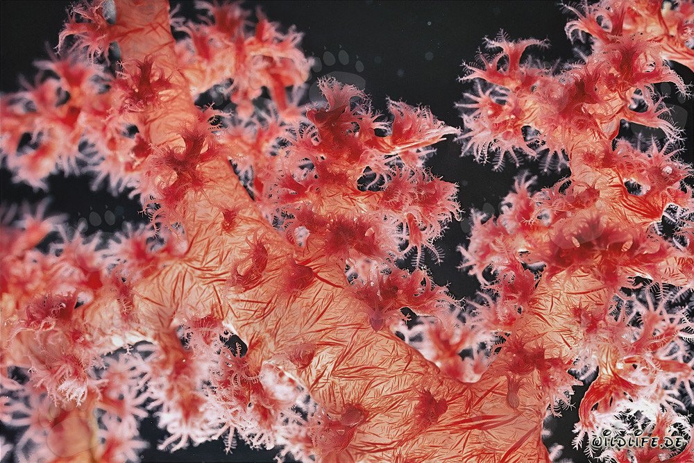 Fascinating Soft Coral in the Red Sea