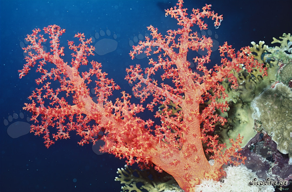 Corail mou fascinant en mer Rouge
