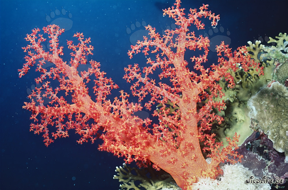 Fascinante coral blando en el Mar Rojo