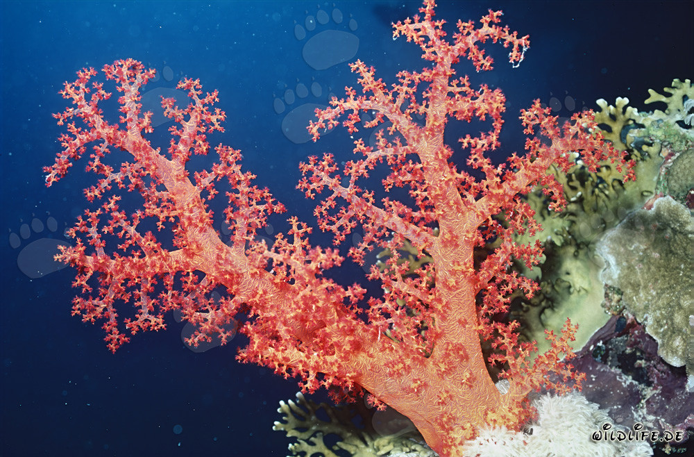 Affascinante corallo morbido nel Mar Rosso