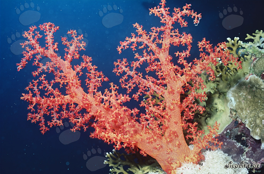 Fascinating Soft Coral in the Red Sea