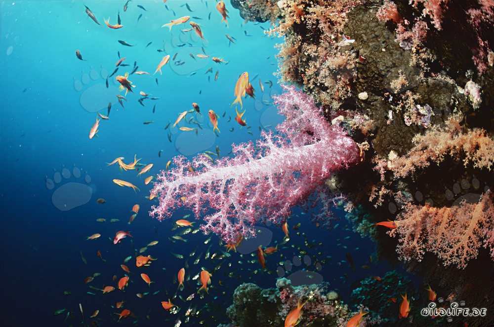 Fascinante corail mou et poissons colorés en mer Rouge