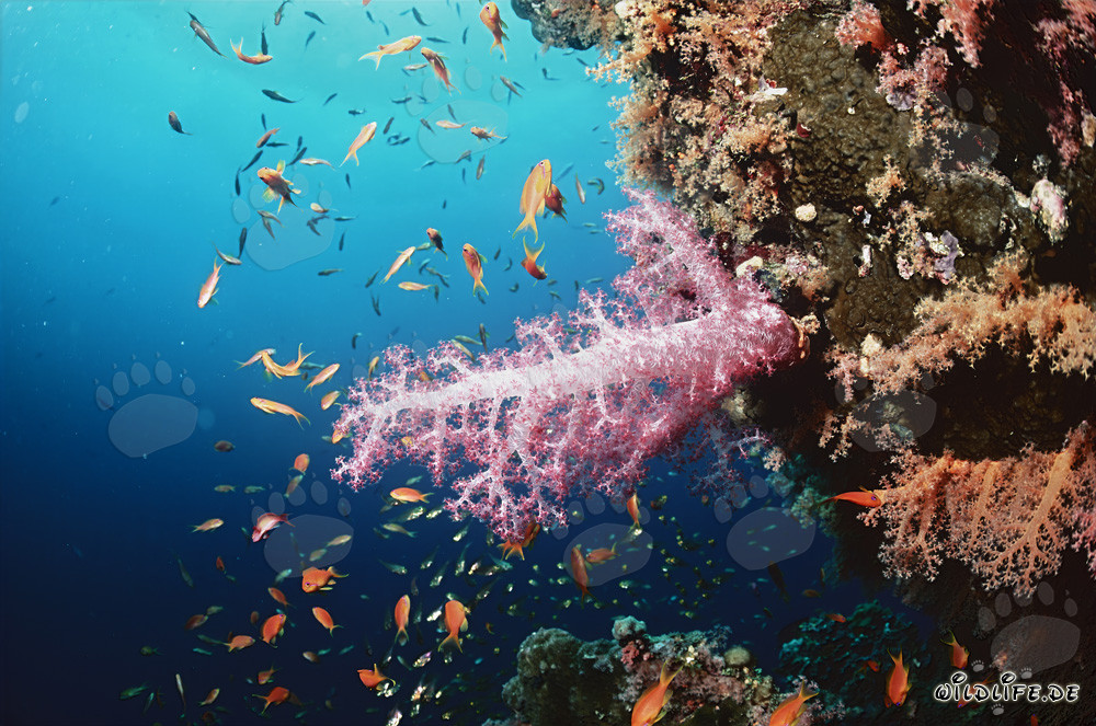 Affascinante corallo molle e pesci colorati nel Mar Rosso