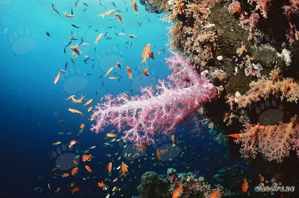 Fascinating soft coral and colorful fish in the Red Sea